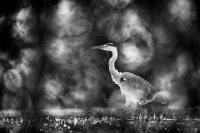 641 - HERON DANS LES VAPES - DRAUGE PHILIPPE - france <div
